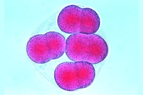 Mikropräparat - Psammechinus, Acht-Zellen-Stadium