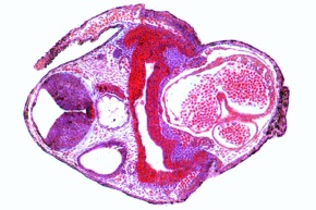 Mikropräparat - Frosch, Schlüpfreifer Embryo, Querschnitt durch Körperregion