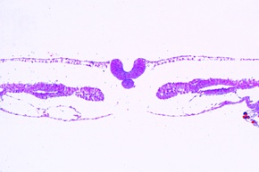 Mikropräparat - Huhn Keimscheibe 36h. Querschnitt mit Neuralrohr, Chordaanlage, Differenzierung des Mesoderms in Myotom, Nephrotom und Splanchnotom