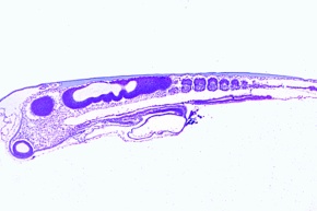 Mikropräparat - Huhn Keimscheibe 36-48h. Sagittaler Längsschnitt, Bildung der Somite *