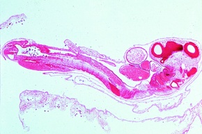 Mikropräparat - Huhn Embryo 4-5 Tage. Sagittaler Längsschnitt *