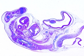 Mikropräparat - Huhn Embryo 8 Tage. Sagittaler Längsschnitt *