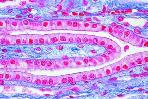 Mikropräparat - Einschichtiges Zylinderepithel im Schnitt durch Nierenkanälchen