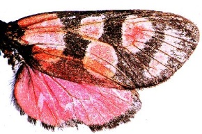 Mikropräparat - Schmetterling, brasilianische Art (Morpho sp)., Flügel mit Schuppen, opak total