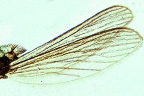 Mikropräparat - Culex pipiens, Stechmücke, Flügel