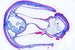 Mikropräparat - Zikade, Querschnitt durch das Schallorgan *