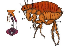 Mikropräparat - Ctenocephalus canis, Männchen oder Weibchen, total