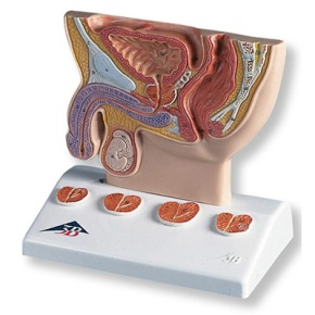 Prostata-Modell, 1/2 Größe