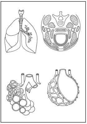 Skizzenblätter Biologie des Menschen,Teil II Stoffwechsel,  Medienpaket