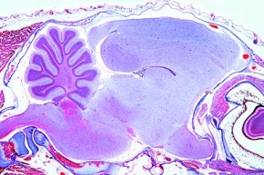 Mikropräparat - Gehirn der Maus, ganzes Organ, Sagittalschnitt