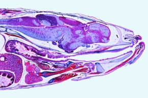 Mikropräparat - Süßwasserfisch, Kopf mit Gehirn, sagittal längs