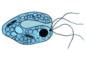 Mikropräparat - Chilomastix mesnili, nichtpathogener Darmflagellat des Menschen