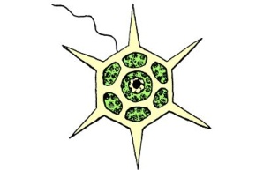 Mikropräparat - Silicoflagellaten