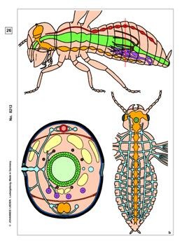 Insekten, Ergänzungs-CD zu CD-SM-05