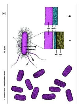 Bakterien, Ergänzungs-CD  zu CD-SM-22