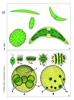 Algen, Basis-CD