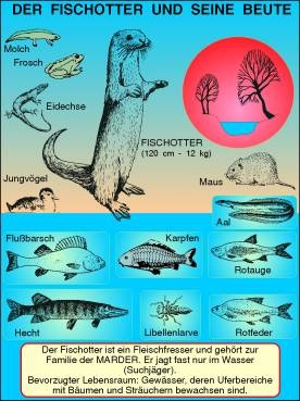 Transparentsatz Der Fischotter und seiner Beute