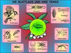 Transparentsatz Die Blattlaus und ihre natürlichen Feinde