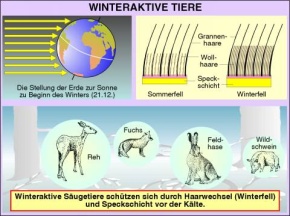 Transparentsatz Winteraktive Tiere