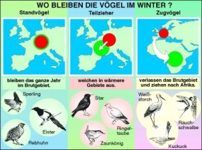 Transparentsatz Wo bleiben die Vögel im Winter?