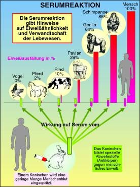 Transparentsatz Serumreaktionen