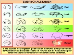 Transparentsatz Embryonalstadien