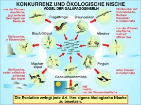 Transparentsatz Konkurrenz und ökologische Nische