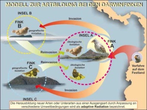 Transparentsatz Modell zur Artbildung bei den Darwinfinken