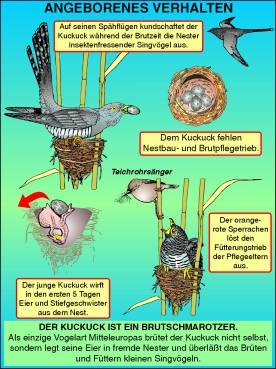 Transparentsatz Angeborenes Verhalten