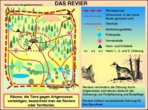 Transparentsatz Das Revier