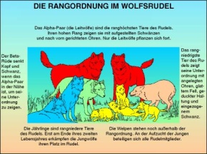 Transparentsatz Rangordnung im Wolfsrudel