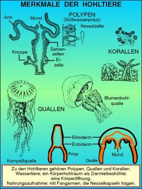 Transparentsatz Merkmale der Hohltiere