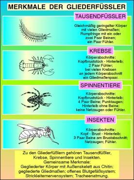 Transparentsatz Merkmale der Gliederfüßler