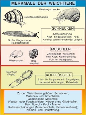 Transparentsatz Merkmale der Weichtiere