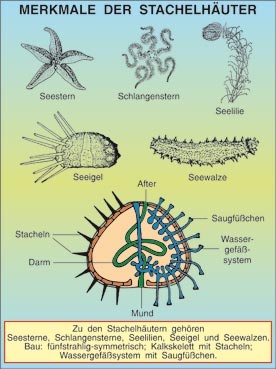 Transparentsatz Merkmale der Stachelhäuter