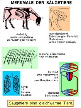 Transparentsatz Merkmale der Säugetiere