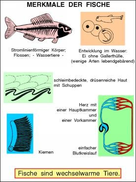 Transparentsatz Merkmale der Fische