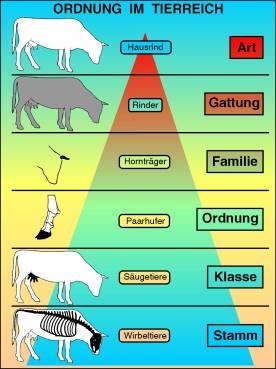 Transparentsatz Ordnung im Tierreich