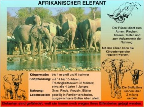 Transparentsatz Afrikanischer Elefant und Giraffe