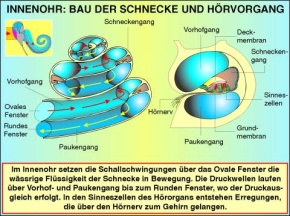 Transparentsatz Das Innenohr