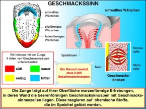 Digitale Folien auf CD, Riechen und Schmecken