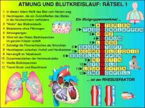 Transparentsatz Rätsel: Atmung und Blutkreislauf