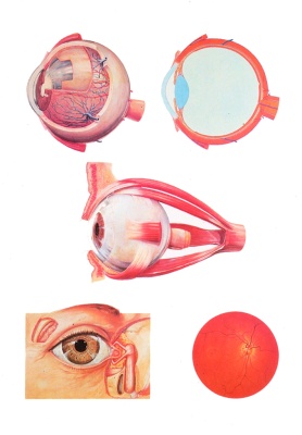 Anatomische Wandkarte Das Auge