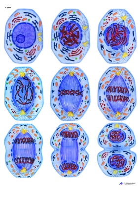Anatomische Wandkarte Zellteilung I, Mitose