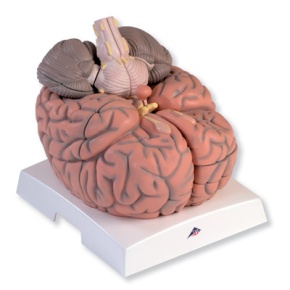 Mega-Gehirn, 2,5-fache Größe, 14-teilig