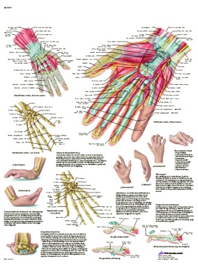 Anatomische Lehrtafel, Hand und Handgelenk
