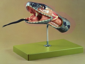Modell Anatomie des Schlangenkopfes/ Giftschlangenschädel